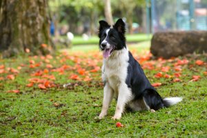 Border collie