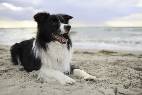 Border Collie na praia