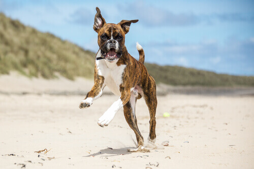 Boxer correndo na praia