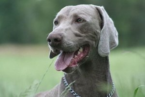 O Braco de Weimar ou Weimaraner
