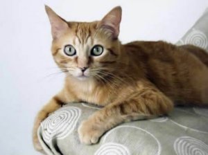 Brasileiro de pelo curto, uma raça de gatos originária das ruas