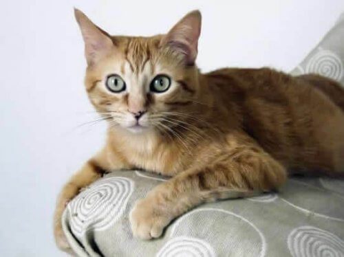 Brasileiro de pelo curto, uma raça de gatos originária das ruas Brasileiro de pelo curto, uma raça de gatos originária das ruas