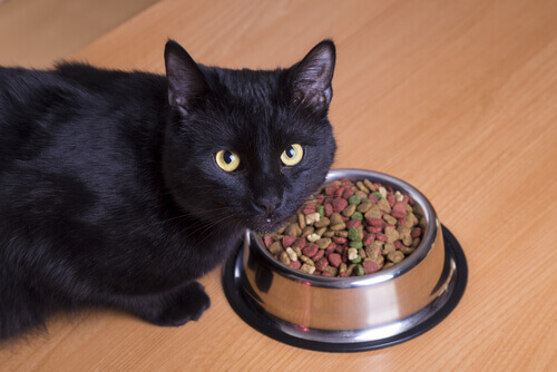 Gato preto comendo ração