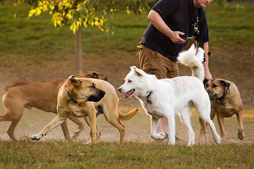 4 brincadeiras alternativas sem bolas para cães