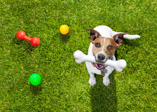 Cachorro com brinquedos