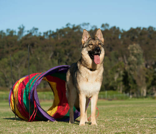 Brincadeiras alternativas para cães sem bolas