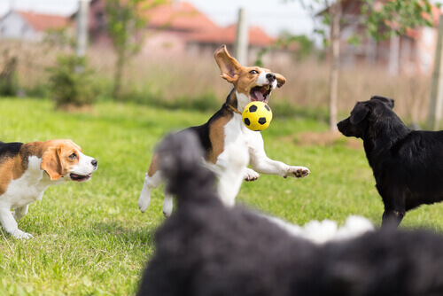 Cachorros brincando com bola