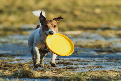 Cachorro com frisbee na boca