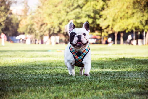 Buldogue francÃªs: Um cÃ£o carinhoso e inteligente