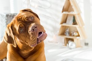 O seu cão inclina a cabeça quando você fala com ele?