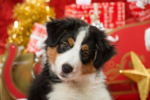 Como cuidar dos animais de estimação no Natal