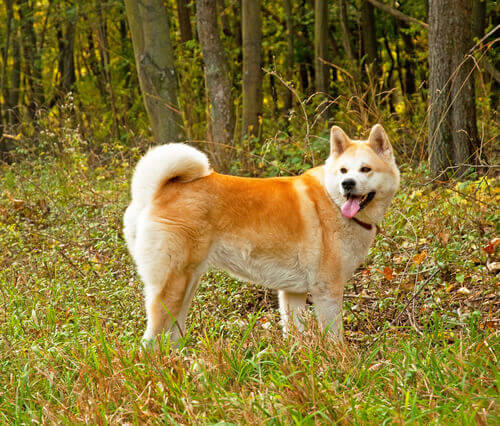 Cachorro de grande porte num bosque