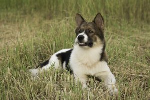 Cães provisoriamente reconhecidos pela FCI