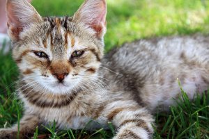 Não, os gatos não são mais inteligentes do que os cães