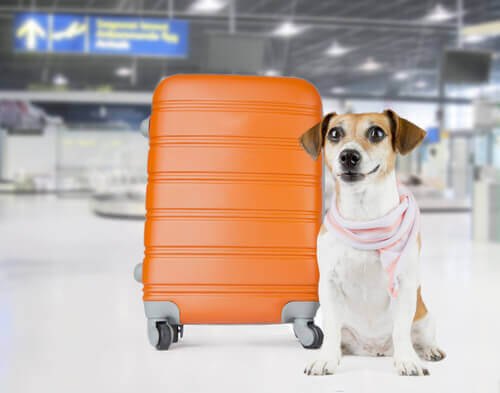 Cachorro com mala laranja no aeroporto