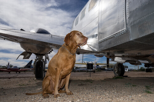 Cães no bagageiro de aviões: tenha cuidado