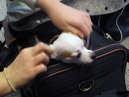 Cachorro em bolsa de transporte