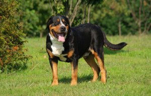 Raças de cães boiadeiros: conheça algumas