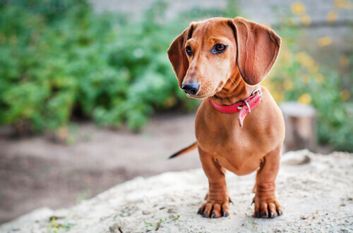 Raças de cães da Alemanha Raças de cães da Alemanha