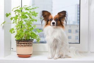 Raças de cães da França