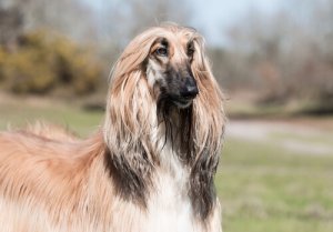 Cães do grupo 10: classificação das raças de acordo com a FCI