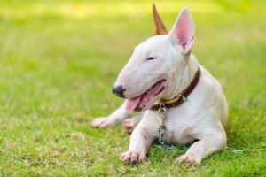 Cães do grupo 3: classificação das raças de acordo com a FCI