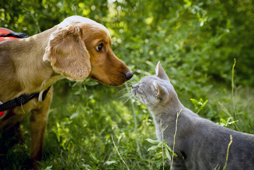 Cachorro e gato se cheirando