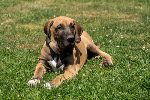 fila brasileiro na grama