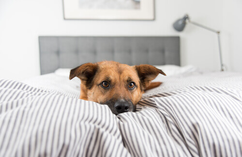 cães não podem dormir na cama