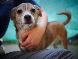 Os cães reduzem os sintomas de asma em crianças