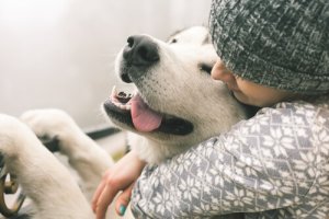 Afinal, os cães sentem amor?