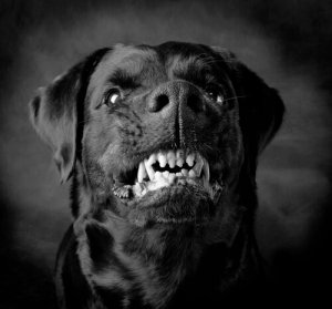 Cães violentos: instinto ou adestramento?