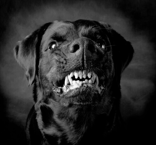 Cães violentos: instinto ou adestramento?