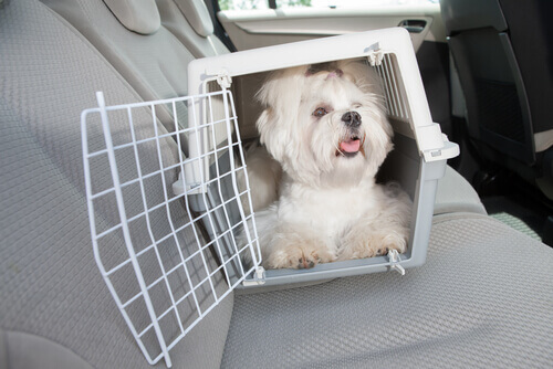 Caixa de transporte para animais