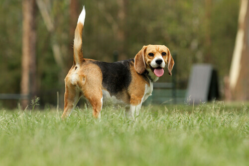 O cão beagle