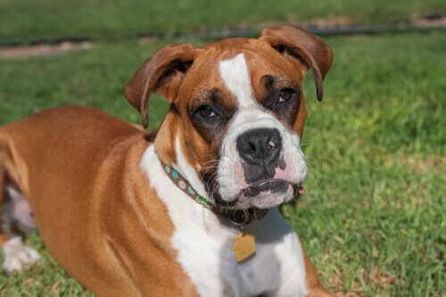 Boxer