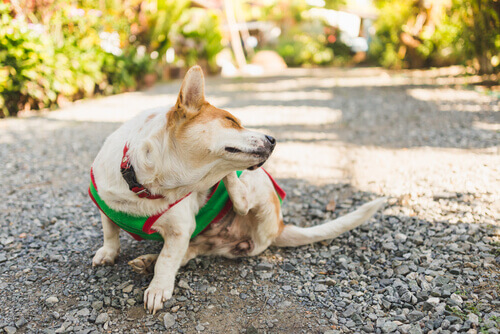 Cão coçando