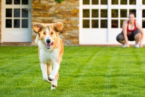Como adestrar o seu cão para que ele não fuja de casa