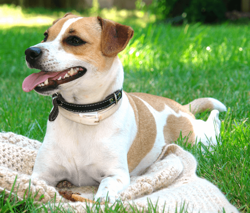 Cão fazendeiro da Dinamarca e Suécia
