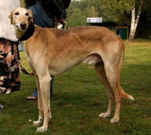 Raças de cães galgo ou lebrel