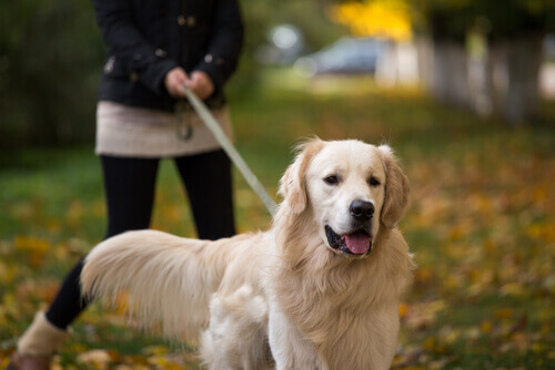 Raças de cães britânicos: o golden retriever