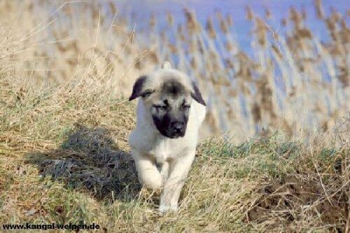 Filhote de Kangal turco