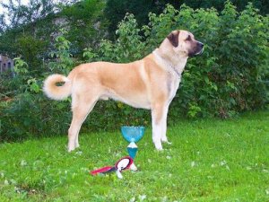 Cão Kangal Turco