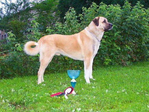 CÃ£o Kangal Turco