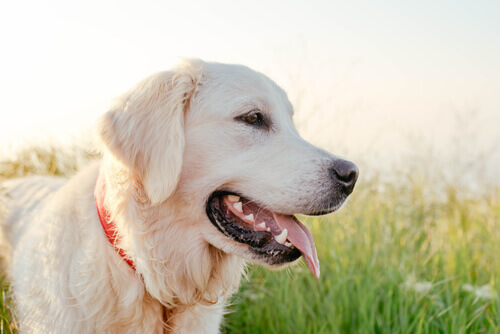 Labrador: uma das raças de cães mais populares