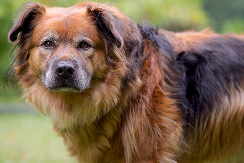O que esconde a cara de culpa de um cão O que esconde a cara de culpa de um cão