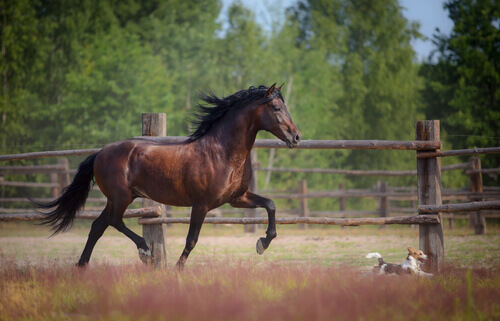 Cavalo árabe correndo com cachorro