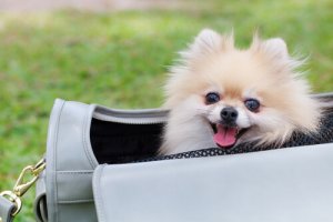 Vale a pena transportar cães em bolsas?