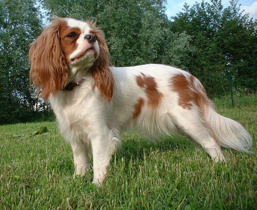 Cavalier King Charles