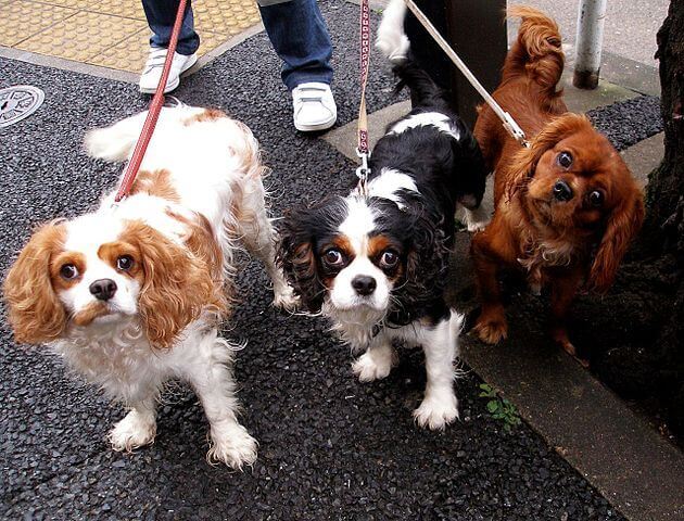 Cavalier King Charles